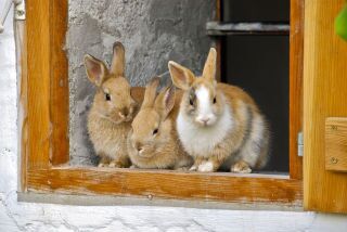 rabbits-2409186_640m.jpg